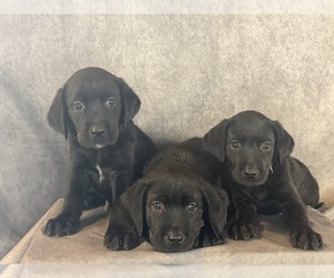Labrador Retriever Litter for sale in WHITNEY, TX, USA