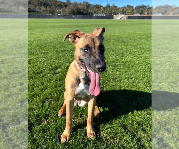 Medium Photo #5 Labrador Retriever-Unknown Mix Puppy For Sale in Dana Point, CA, USA