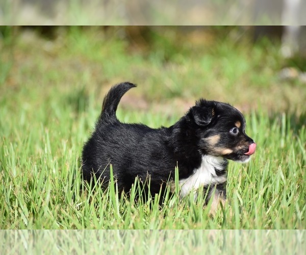 Medium Photo #8 Miniature Australian Shepherd Puppy For Sale in PALM COAST, FL, USA