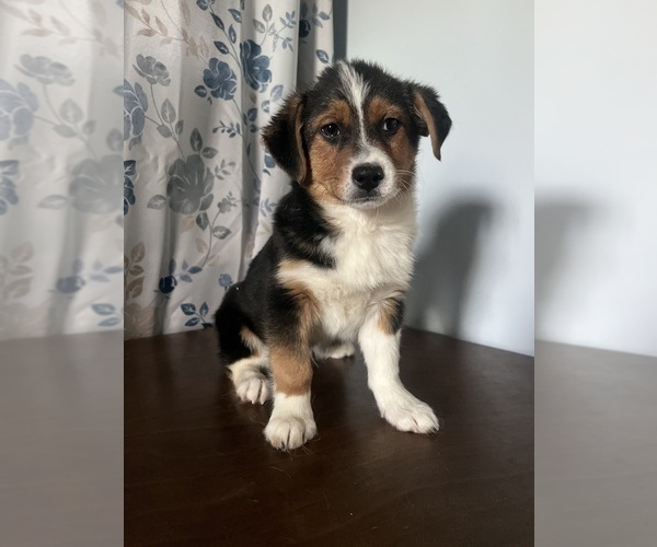 Medium Photo #21 Aussie-Corgi Puppy For Sale in DURHAM, CT, USA