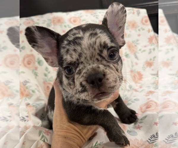 Medium Photo #12 French Bulldog Puppy For Sale in LEESBURG, GA, USA