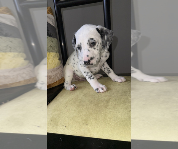 Medium Photo #9 Dalmatian Puppy For Sale in DECATUR, GA, USA