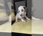 Small #8 Dalmatian