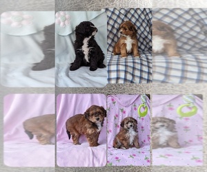 Miniature Bernedoodle Litter for sale in DUNNVILLE, KY, USA