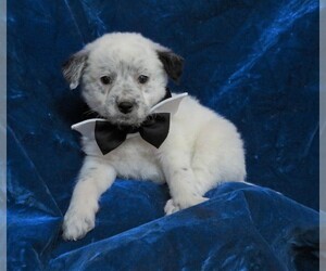 Pom-A-Poo Puppy for sale in HARTVILLE, MO, USA
