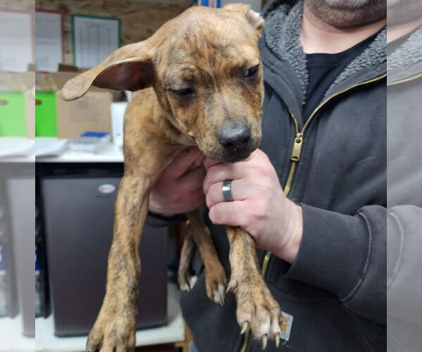 Medium Photo #1 Mutt Puppy For Sale in Fargo, ND, USA