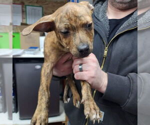 Mutt Dog for Adoption in Fargo, North Dakota USA