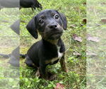 Small #6 Mutt