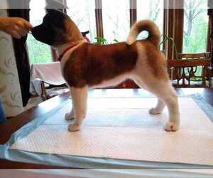 Akita Puppy for sale in NORTHVILLE, MI, USA