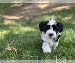Small #2 Havanese