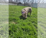 Small #8 American Pit Bull Terrier Mix