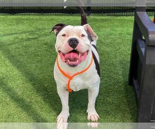 Medium Photo #1 American Bulldog Puppy For Sale in Orange, CA, USA