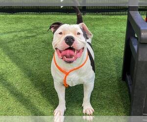 American Bulldog Dogs for adoption in Orange, CA, USA