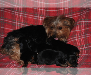 Yorkshire Terrier Puppy for sale in LOVELADY, TX, USA