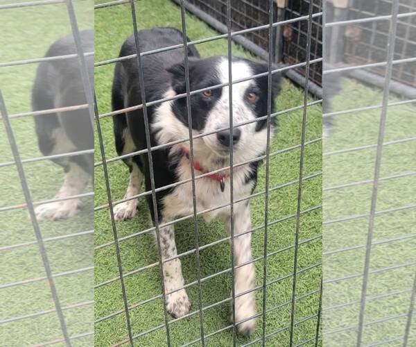 Medium Photo #11 Border Collie Puppy For Sale in Highland, IL, USA