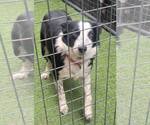 Small #10 Border Collie