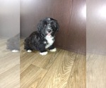 Small #3 Morkie