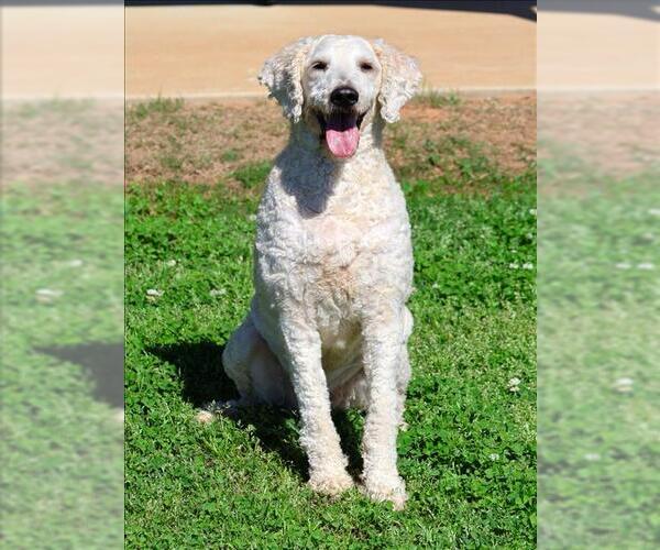 Medium Photo #1 Poodle (Standard)-Unknown Mix Puppy For Sale in Grovetown, GA, USA