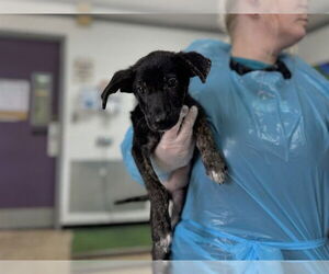 Mutt Dogs for adoption in Raleigh, NC, USA