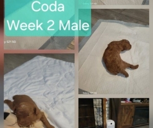 Goldendoodle mix (+ Poodle Standard) Puppy for sale in MILFORD, UT, USA