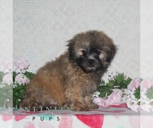 Zuchon Puppy for sale in RISING SUN, MD, USA