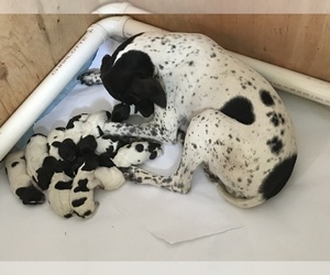 German Shorthaired Pointer Puppy for sale in MOOSUP, CT, USA