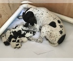 Small Photo #1 German Shorthaired Pointer Puppy For Sale in MOOSUP, CT, USA