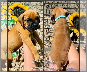 Medium Bullmastiff