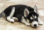 Puppy 1 Alaskan Klee Kai