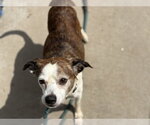 Small #1 Rat Terrier Mix