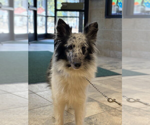 Medium Photo #2 Mutt Puppy For Sale in Jefferson, WI, USA