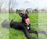 Small #3 Labrador Retriever Mix
