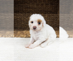 Puppy Walnut Bernedoodle (Miniature)