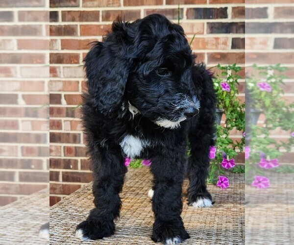 Medium Photo #9 Aussiedoodle Puppy For Sale in COLUMBIA, TN, USA