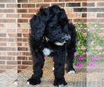 Small #8 Aussiedoodle