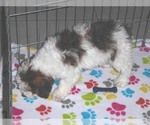 Small Photo #14 Poochon Puppy For Sale in ORO VALLEY, AZ, USA