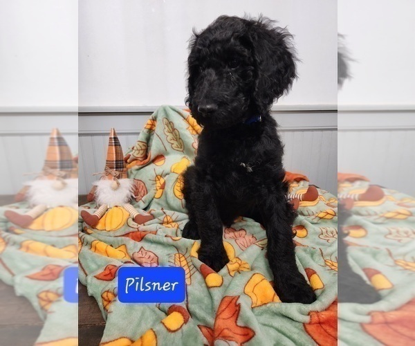 Medium Photo #6 Goldendoodle Puppy For Sale in S HARRISN TWP, NJ, USA