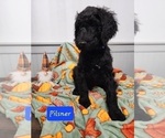 Small Photo #6 Goldendoodle Puppy For Sale in S HARRISN TWP, NJ, USA