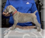 Puppy McNulty Cane Corso