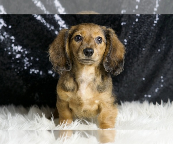 Medium Photo #5 Dachshund Puppy For Sale in WARSAW, IN, USA