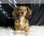 Small #4 Dachshund