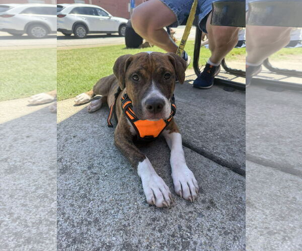 Medium Photo #14 Retriever -Unknown Mix Puppy For Sale in Holly Springs, NC, USA
