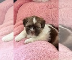 Puppy Sampson Shih Tzu