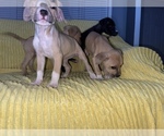 Small Photo #15 American Pit Bull Terrier Puppy For Sale in DETROIT, MI, USA