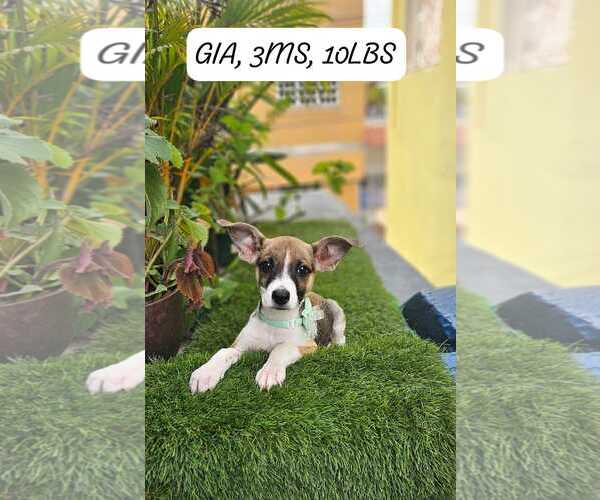 Medium Photo #1 Jack Russell Terrier-Unknown Mix Puppy For Sale in NYC, NY, USA