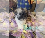 Small Photo #2 Havanese Puppy For Sale in BUFORD, GA, USA