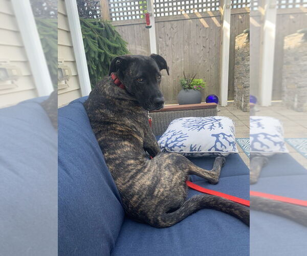 Medium Photo #7 Great Dane-Labrador Retriever Mix Puppy For Sale in Oak Bluffs, MA, USA