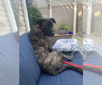 Small #6 Great Dane-Labrador Retriever Mix