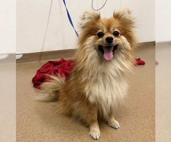 Medium Photo #1 Pomeranian Puppy For Sale in Fremont, CA, USA