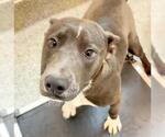 Small #1 American Pit Bull Terrier Mix